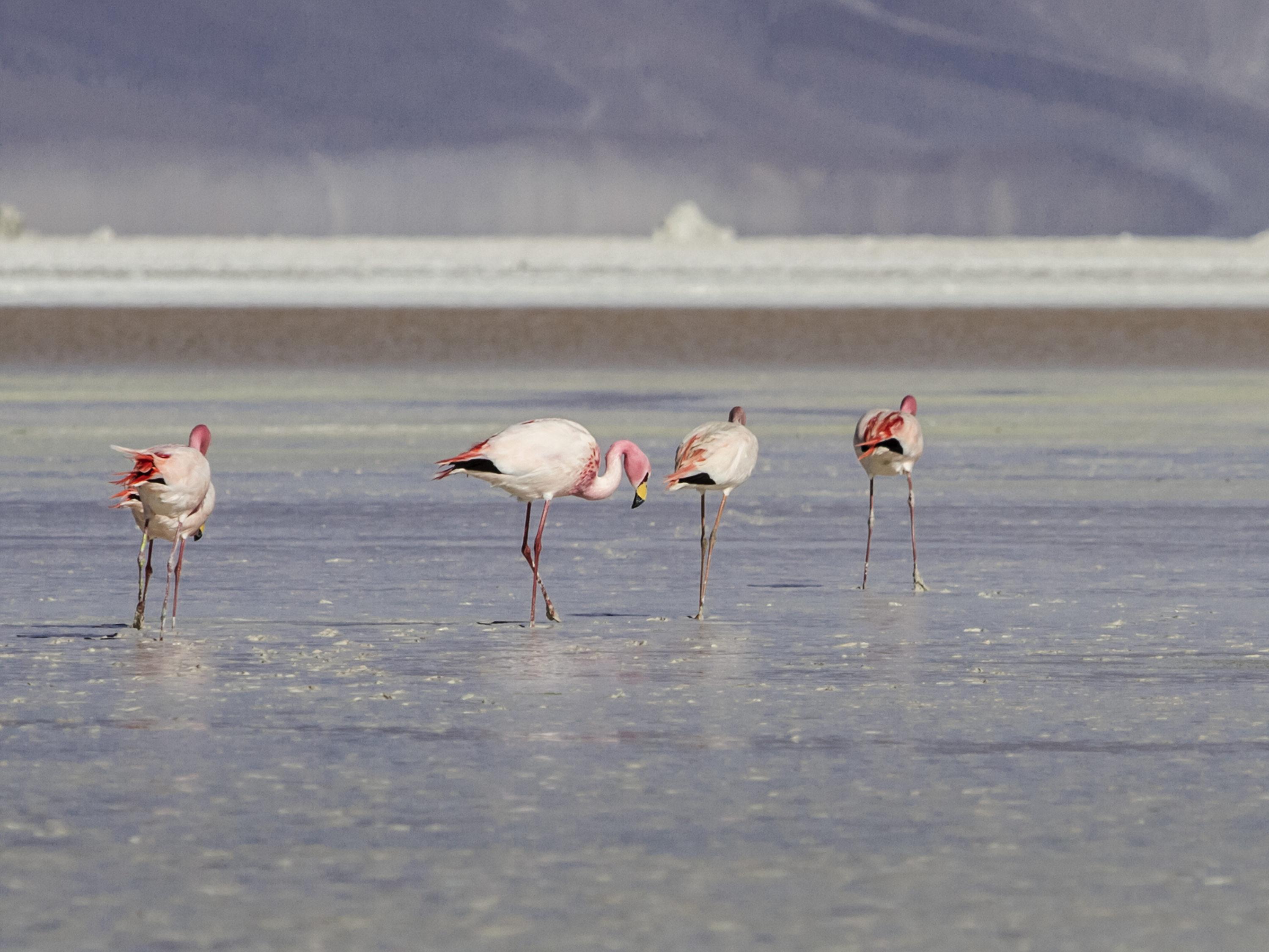 Ibis Calama Hotel Luaran gambar